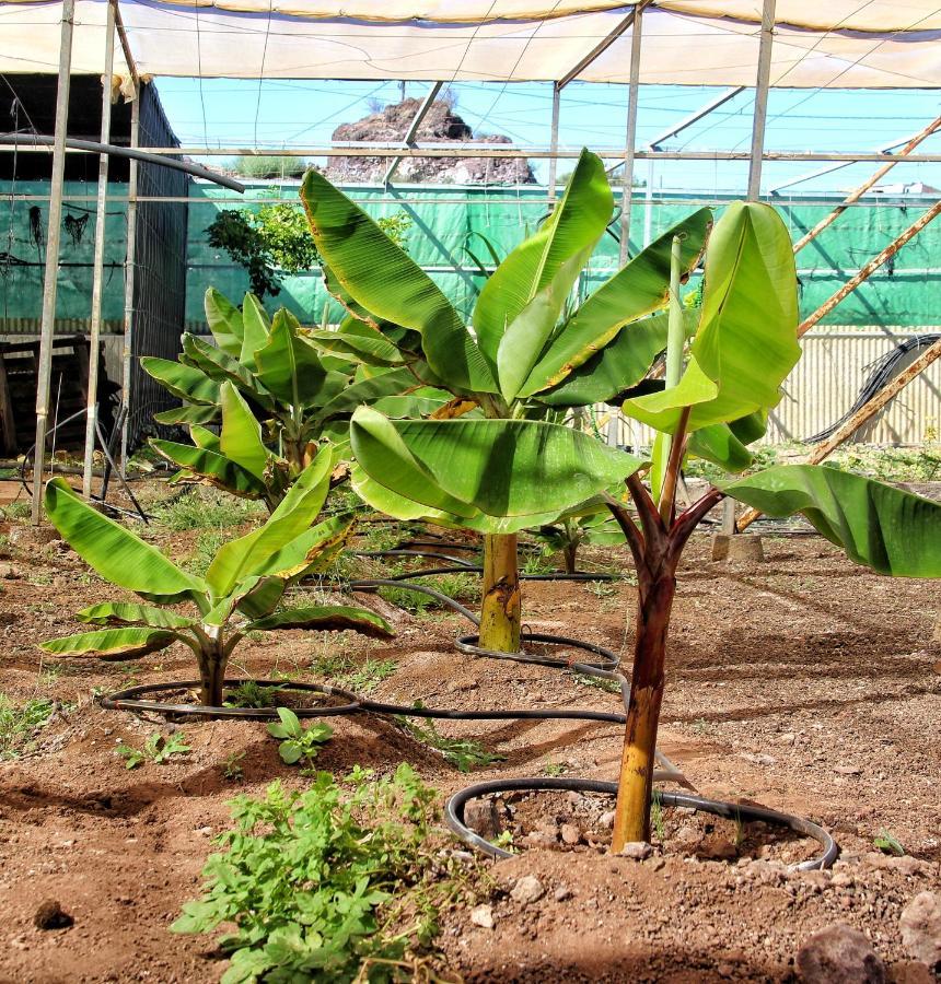 Finca Berolo 1 Guía de Isora Eksteriør bilde